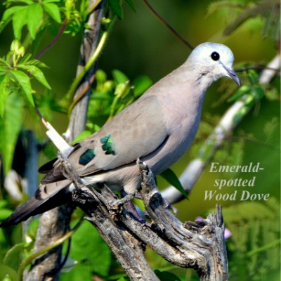 Emerald-spotted Wood Dove